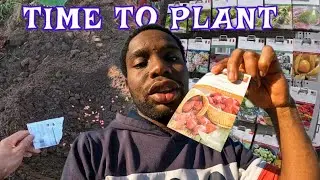 Seed Starting In Spring | Living In Australia 🇦🇺      sorrel, sweet corn, beans