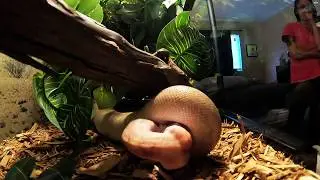 Feeding both a Champagne Ball Python & Banana Pastel Ball Python