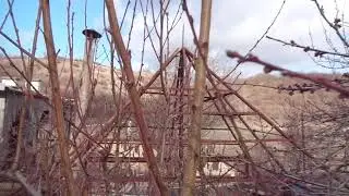 В 2021г. будет эпидемия курчавости персика. Что делать? И об обрезке...