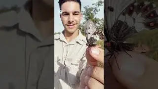 These ain’t no house flies. 