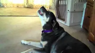 howling dog
