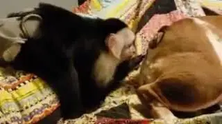 Шаловливая обезьянка