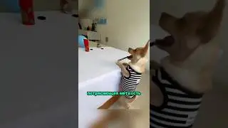 The dog shoots rubber bands 😊