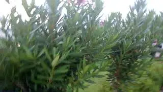 Турция