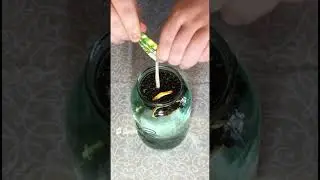 Настойка Можжевеловая от ВИНОКУР УМЕЛЕЦ (Полный обзор на канале во вкладке ВИДЕО)  