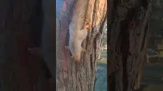 Белочку сдувает :-) 