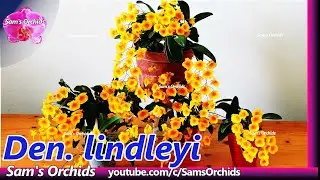 𝘿𝙚𝙣𝙙𝙧𝙤𝙗𝙞𝙪𝙢 𝙡𝙞𝙣𝙙𝙡𝙚𝙮𝙞 (𝘿𝙚𝙣. 𝙖𝙜𝙜𝙧𝙚𝙜𝙖𝙩𝙪𝙢) orchid blooming 2022