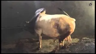 Bakrid 2015 Luqmaan place