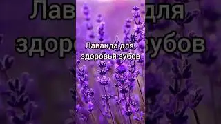 Лаванда, горная лаванда... Моя зубная паста