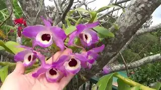 ПЕРВАЯ ЛАСТОЧКА! ЦВЕТЕНИЕ ДЕНДРОБИУМА НОБИЛЕ НА ДЕРЕВЕ DENDROBIUM NOBILE