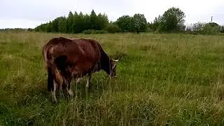 Как пасти коров и про генофонд.