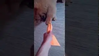 Щенок Чау-чау Кира на Корриде