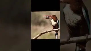 burung raja udang burung cekakak belukar 