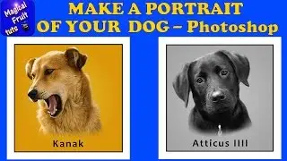 Photoshop: Make a Simple Portrait of your Dog from a Photo