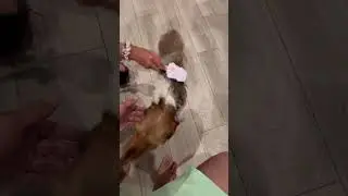 GEORGE IS LIKING IT 😂😂❤️ #shortsfeed #dog #doglover #animals #trending #love