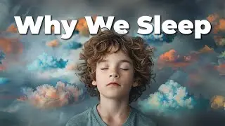 How Sleep Improve your Learning and Strengthen your Memory