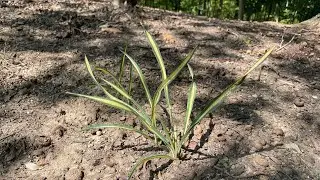 Plants come back when you least expect!