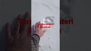 Қасқыр Арлан Жаркент