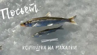 Отличный клев корюшки в Посьете