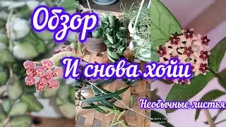 и снова хойи// пушистые и необычные 🌿🍁