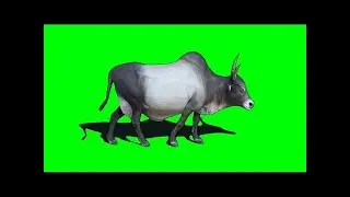 cow green screen video 