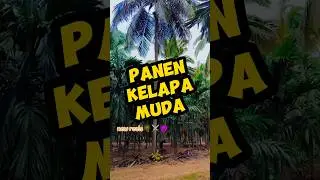 unik banget cara panen kelapa muda di negara ini ! #tahukahkamu #shorts #viralvideo