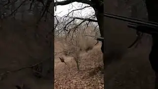 КАК ВОРОШИЛОВСКИЕ СТРЕЛКИ НА ФАЗАНА ХОДИЛИ!!!ОХОТА НА ФАЗАНА С СОБАКОЙ ЯНВАРЬ 2024!!! 