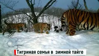 Уссурийская тигрица с маленькими тигрятами в зимней тайге
