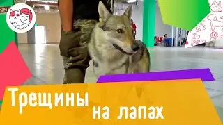 4 причин трещин на лапах у собак