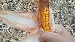 Не сидиться дома, збираю кукурудзу