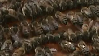 Beekeeping: How To Kill Less Bees When Replacing Boxes.