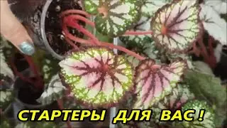 СТАРТЕРЫ 🌺 Декоративных БЕГОНИЙ 🌺 для ВАС