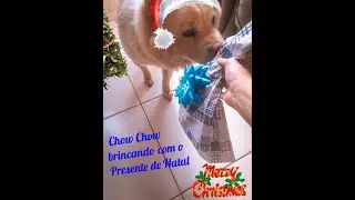 Chow Chow brincando com o Presente de Natal 🎄🎁🐾☃️