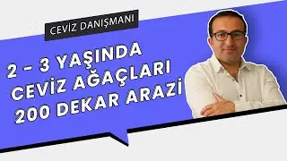 2- 3 YAŞINDA CEVİZ AĞAÇLARI / 200 DEKAR ARAZİ | PROFESYONEL CEVİZ YETİŞTİRİCİLİĞİ