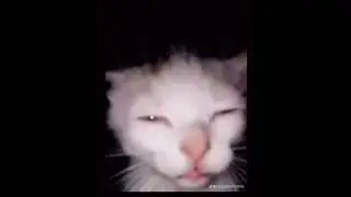 squint your eyes #covid19 #memes #planet #tiktok #cat #car