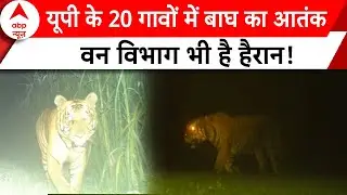 Lakhimpur Kheri Tiger: लखीमपुर में बाघ का डर..पूरी रात जागने को मजबूर हैं लोग | ABP News