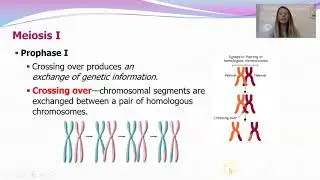 Meiosis Cell Cycle