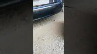 Змея в гараже