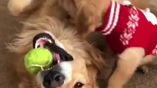 Un chiot et son père luttent pour une balle de tennis