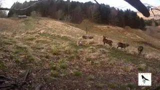 (foto)intrappolati nel Parco ! (Muflone)