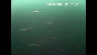 Amazing Lake Superior Underwater Fish Video