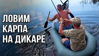 Карпфишинг на дикаре. Ловля дикого карпа