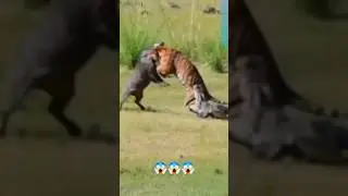 Rare Wild Life footage Croc vs Tiger 😱 #shorts #wildlife #crocodile #tiger #hunting