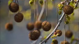 The American sycamore is a good selection where a large, fast growing tree is desired in your landsc