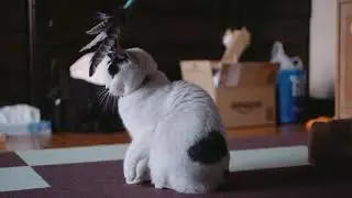 猫じゃらし２