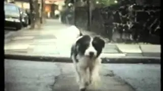 Loose Dog (Keep Your Dog On A Lead)