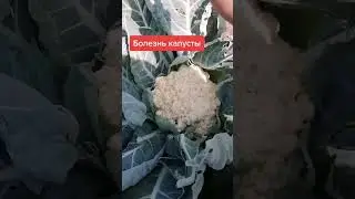 Испорченная капуста. На выброс.