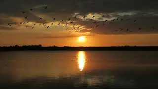 Geese departing from the Byall Fen Nature Reserve at Wardy Hill, Cambridgeshire at sunset