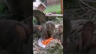 Das Kaninchentrio 🐇