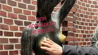 Рыба выпрыгнула из аквариума.  Плавает носом вниз.  Что делать?